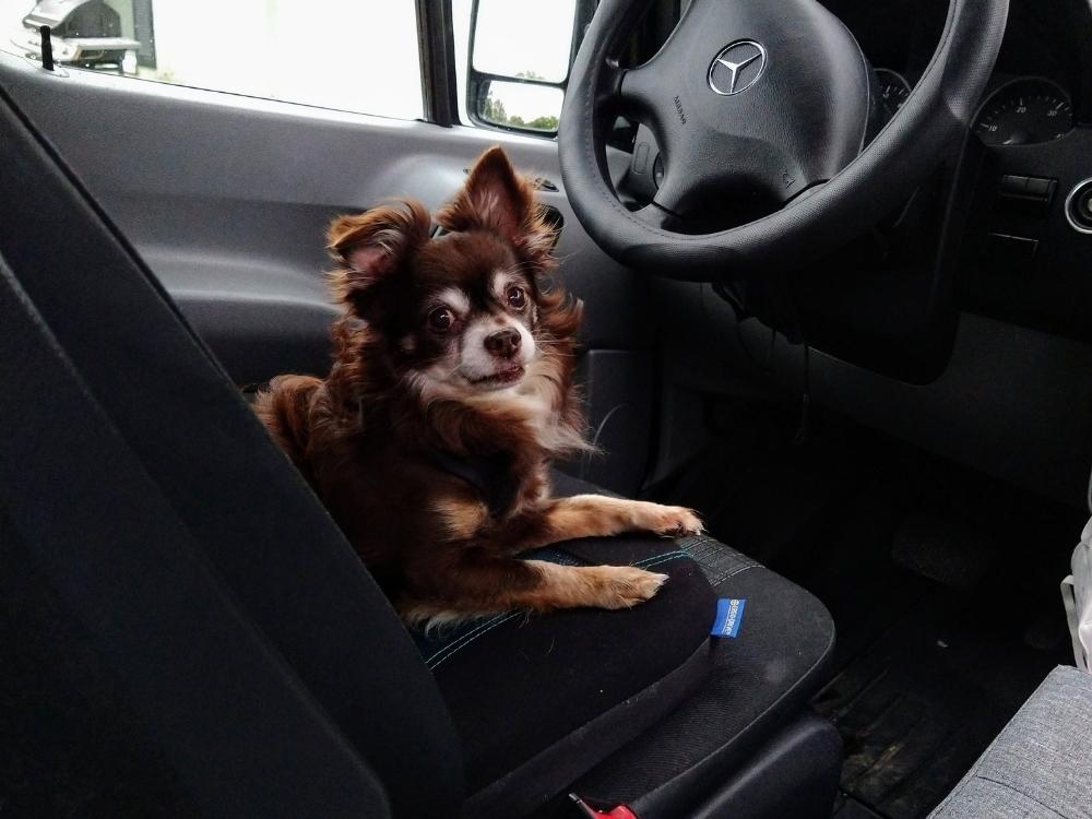 Van life dog - Kona is ready to ride